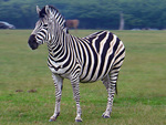 zebra.jpg